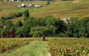 beaujolais nouveau