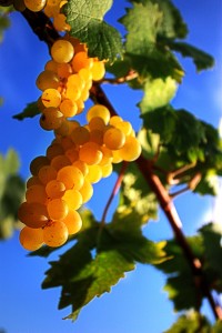 Une grappe de raisins blancs ensoleillée